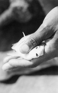 826241-6cbc3ada3bfb515b